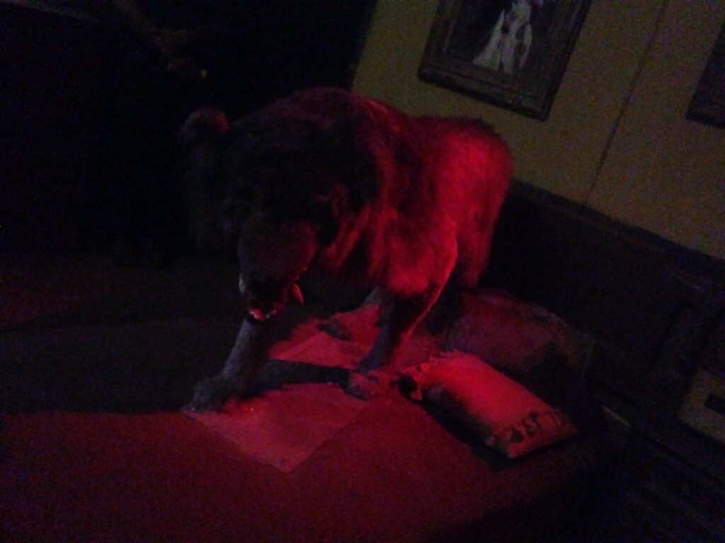He's an animal in the sack!